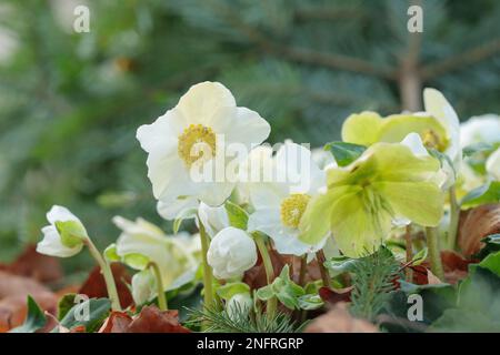 Blühender Kultivar einer Weihnachtsrose (Helleborus niger). Stockfoto