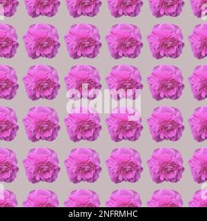 Nahaufnahme eines nahtlosen Musters von Rosa-Rugosa-Blumen vor hellrosa Hintergrund. Stockfoto