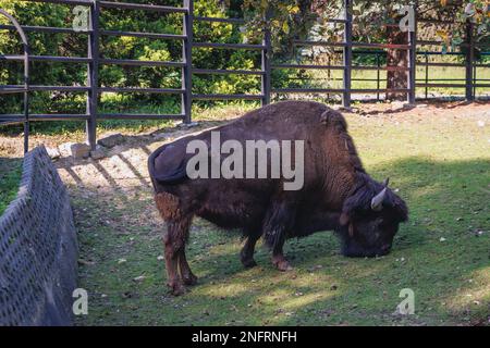 Wood Bison - Bison Bison athabascae im schlesischen Zoologischen Garten in Chorzow, Schlesien, Polen Stockfoto