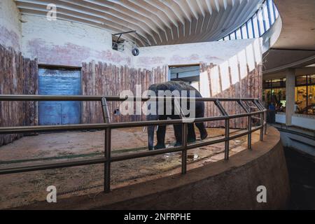 Asiatischer Elefant im schlesischen Zoologischen Garten in Chorzow, Schlesien in Polen Stockfoto