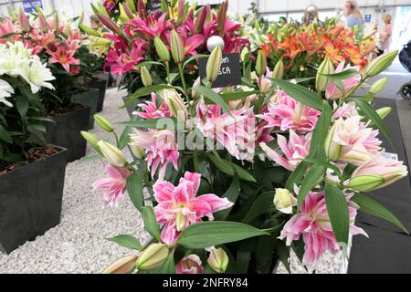 Lilien, krautige Blütenpflanzen aus Zwiebeln, große, hervorstehende Blüten, Stockfoto