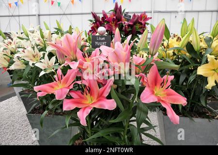 Lilien, krautige Blütenpflanzen aus Zwiebeln, große, hervorstehende Blüten, Stockfoto