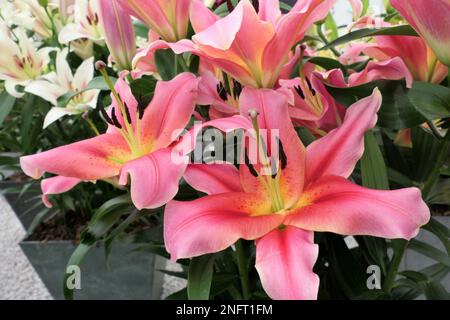 Lilien, krautige Blütenpflanzen aus Zwiebeln, große, hervorstehende Blüten, Stockfoto