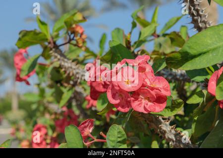 Uber die Varietät einer Dornenkrone (Euphorbia milii). Pflanzen können als natürliche Pestizide verwendet werden. Stockfoto