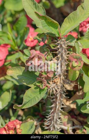 Uber die Varietät einer Dornenkrone (Euphorbia milii). Pflanzen können als natürliche Pestizide verwendet werden. Stockfoto