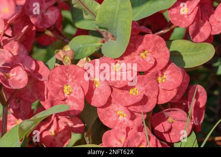 Uber die Varietät einer Dornenkrone (Euphorbia milii). Pflanzen können als natürliche Pestizide verwendet werden. Stockfoto