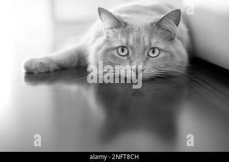 Gelangweilte Hauskatze mit einem schwachen Blick. Schwarz-Weiß-Version. Stockfoto