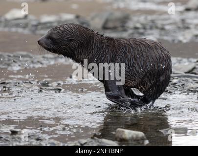 Junger südamerikanischer Seehund in Fortuna Bay, Südgeorgien Stockfoto