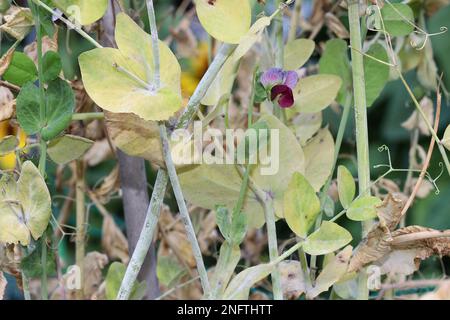 Pilzpflanzenerkrankung pulverförmiger Mehltau auf Erbsenblättern und -Stängeln. Infizierte Pflanze zeigt weiße pulverförmige Plaque und Flecken auf den Blättern. Stockfoto