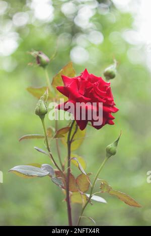 Rote Rose mit ungeöffneten Knospen im Garten Stockfoto