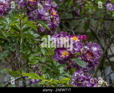 Violet Rambler Rose Bush Stockfoto