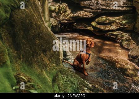 Ungarische Vizsla auf Wanderung im River Canyon Stockfoto