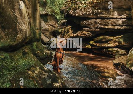 Ungarische Vizsla auf hundefreundlichen Wanderungen im Canyon Stockfoto