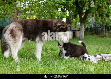 Süße kleine Husky-Welpen, die draußen auf einer Wiese mit ihrer hundemutter spielen Stockfoto
