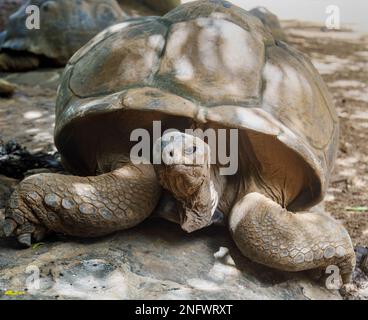 Riesenschildkröte wurde aus nächster Nähe an einem sonnigen Tag auf Mauritius erschossen Stockfoto