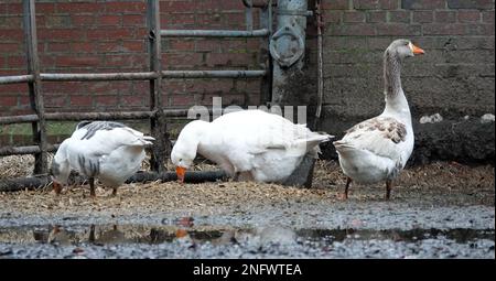 Hausgänse, die vor einem Bauernhof fressen. Einer ist weiß, zwei sind domestizierte Hybriden von Graugans. Stockfoto