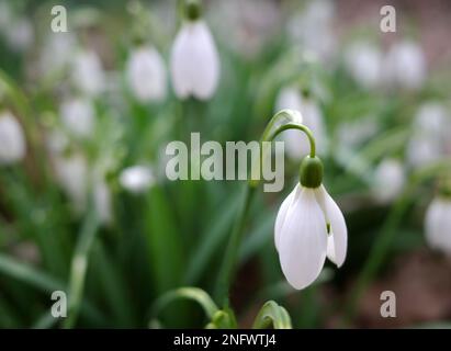 Die ersten wilden Schneeglöckchen im Wald. Der Frühling fängt an Stockfoto