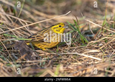 Männlicher Gelbflossenthammer (Emberiza citrinella) auf der Suche nach Nahrung auf dem Boden. Elsass, Frankreich. Stockfoto