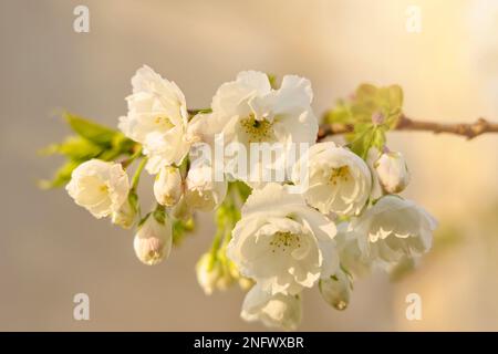Weißer, im Frühling blühender Baumzweig im warmen goldenen Frühlingslicht. Stockfoto