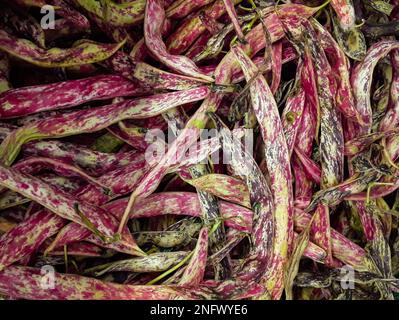 Textur roter Bohnen. Lila lange Bohnen für den Hintergrund der Speisen. Stockfoto