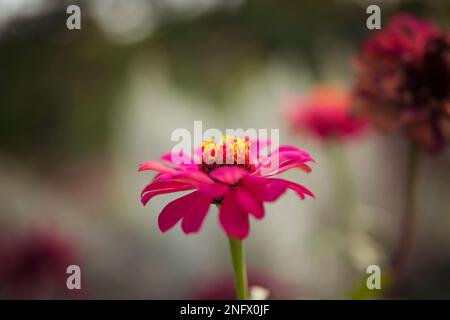 Zinnia dunkelrosa Blume. Riesen-Dahlia Stockfoto
