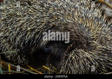 Ein einheimischer, wilder europäischer Igel, der sich im Herbstblatt zusammengerollt hat. Aus der Nähe. Stockfoto