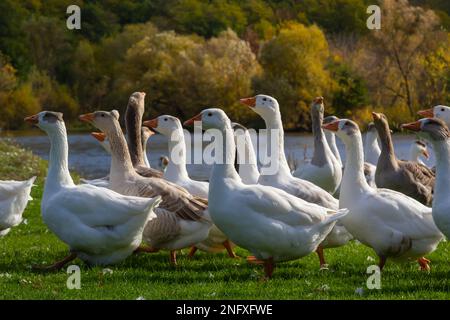 Graue wunderschöne Gänse auf einer Weide auf dem Land wandern auf dem grünen Gras. Nutzvögel. Tierzucht. Stockfoto