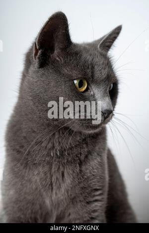 Eine graue Katze mit gelben Augen sitzt auf dem Tisch. Wunderschöne britische Katze auf weißem Hintergrund. Verspielte Nahaufnahme des Tieres. Stockfoto