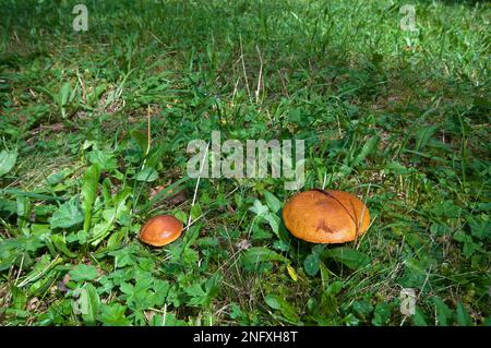 Boletus elegans (Suillus Grevillei) Pilze, Fiscalina Valley, Sesto (Sexten), Trentino-Südtirol, Italien Stockfoto