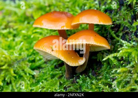 Samtiger Schaft oder Winterpilz (flammulina velutipes), Nahaufnahme einer Gruppe von Fruchtkörpern, die auf einem moosbedeckten Baumstamm wachsen. Stockfoto