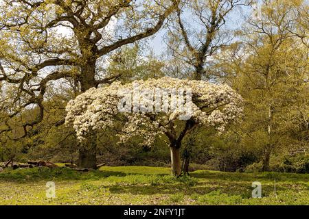 Weißer Blütenbaum im Frühlingsgarten Stockfoto