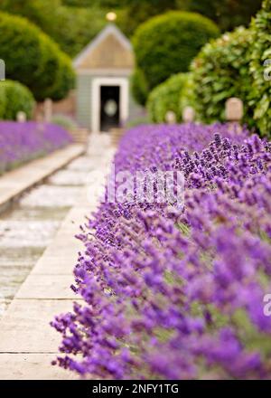 Lavendelfarbene Grenzen, Gartenpfad und Pergola im englischen Garten. Stockfoto