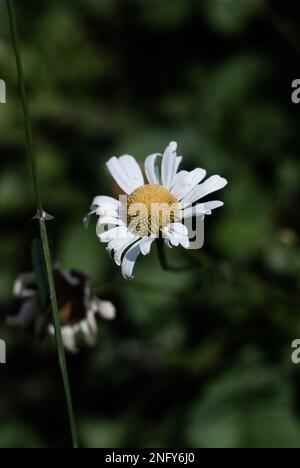 Nahaufnahme der Kamille in den Bergen Stockfoto