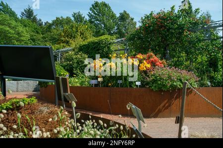 Rosa Incarvillea perennilas und gelb-orangefarbene Hemerotsallis-Blüten und eriophorum auf Vordergrund (nicht scharf) an den Corten Steel-Boxen in Kaisaniem Stockfoto