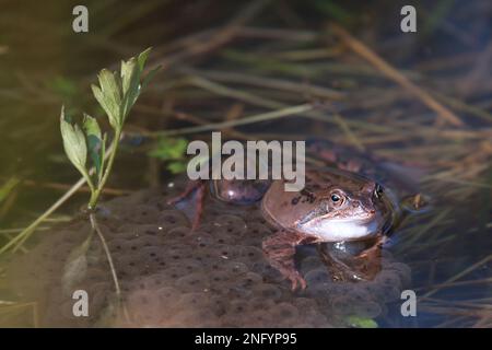 Moorfrosch sitzt auf seinen Eiern im flachen Wasser eines Teiches Stockfoto