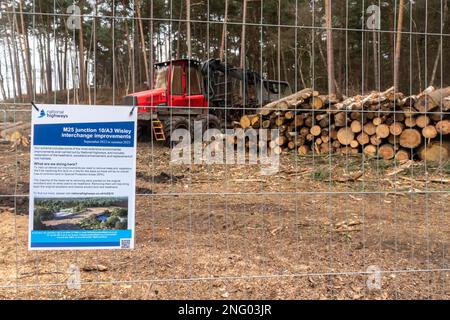 Februar 2023. An der Kreuzung 10/A3 der M25 Wisley Interchange werden Verbesserungen auf den National Highways vorgenommen. Es werden größere Straßenarbeiten durchgeführt, um den Kreisverkehr zu verbessern und die A3 in der Nähe der verkehrsreichen Kreuzung zu erweitern. Viele Bäume wurden auf beiden Seiten des A3 gefällt. Nationale Autobahnen weisen darauf hin, dass umfassende Umweltverbesserungen folgen werden, einschließlich der Wiederherstellung von Heidegebieten, der Verbesserung der Waldflächen und der Ersetzung verlorener Lebensräume. Stockfoto