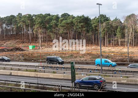 Februar 2023. An der Kreuzung 10/A3 der M25 Wisley Interchange werden Verbesserungen auf den National Highways vorgenommen. Es werden größere Straßenarbeiten durchgeführt, um den Kreisverkehr zu verbessern und die A3 in der Nähe der verkehrsreichen Kreuzung zu erweitern. Viele Bäume wurden auf beiden Seiten des A3 gefällt. Nationale Autobahnen weisen darauf hin, dass umfassende Umweltverbesserungen folgen werden, einschließlich der Wiederherstellung von Heidegebieten, der Verbesserung der Waldflächen und der Ersetzung verlorener Lebensräume. Stockfoto