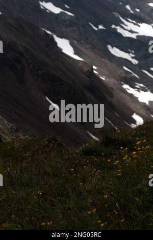 Blick auf gelbe und weiße Blumen in den Alpen Stockfoto