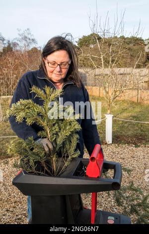 Frau, die alte Weihnachtsbaumzweige zerkleinert, um sie als Mulch im Garten zu verwenden. Stockfoto