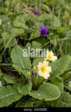 Großbritannien, England, Devon. 17. Februar. Cottage Garden im Winter. Primrose und Violett. Stockfoto