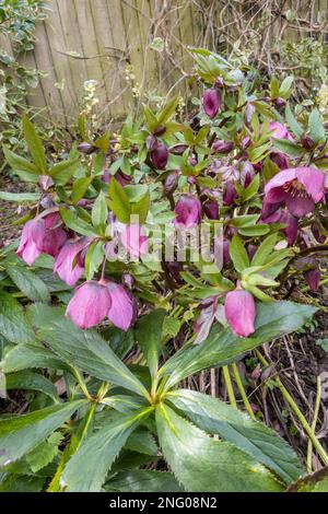 Großbritannien, England, Devon. 17. Februar. Cottage Garden im Winter. Die Hellebores blühen. Stockfoto