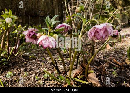 Großbritannien, England, Devon. 17. Februar. Cottage Garden im Winter. Die Hellebores blühen. Stockfoto