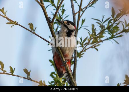 Buntspecht Frisst Ameisen auf einem Zweig, großer Specht frisst Ameisen auf einem Ast Stockfoto