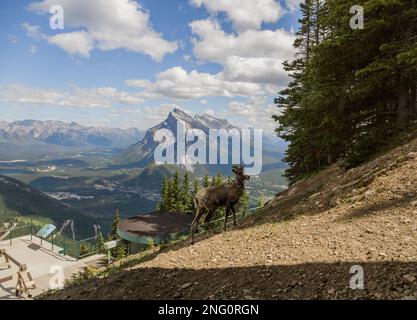 Ein weibliches Dickhorn steht allein auf einer Berghänge und beobachtet. Lebensraum für Wildtiere, gleichmäßige Zehen. Banff, Alberta, Kanada Stockfoto