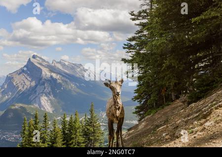 Ein weibliches Dickhorn steht allein auf einer Berghänge und beobachtet. Lebensraum für Wildtiere, gleichmäßige Zehen. Banff, Alberta, Kanada Stockfoto