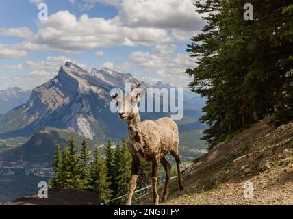 Ein weibliches Dickhorn steht allein auf einer Berghänge und beobachtet. Lebensraum für Wildtiere, gleichmäßige Zehen. Banff, Alberta, Kanada Stockfoto