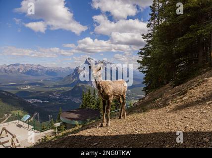 Ein weibliches Dickhorn steht allein auf einer Berghänge und beobachtet. Lebensraum für Wildtiere, gleichmäßige Zehen. Banff Nature, Alberta, Kanada Stockfoto