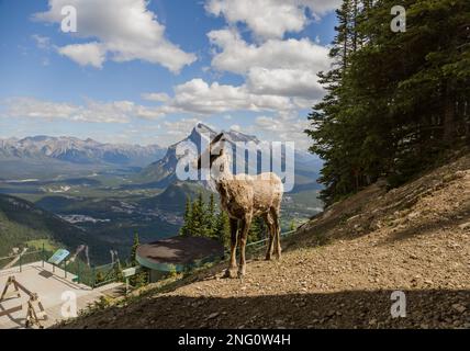 Ein weibliches Dickhorn steht allein auf einer Berghänge und beobachtet. Lebensraum für Wildtiere, gleichmäßige Zehen. Banff, Alberta, Kanada Stockfoto