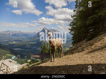 Ein weibliches Dickhorn steht allein auf einer Berghänge und beobachtet. Lebensraum für Wildtiere, gleichmäßige Zehen. Banff, Alberta, Kanada Stockfoto