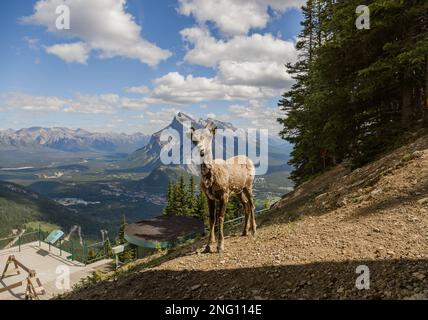 Ein weibliches Dickhorn steht allein auf einer Berghänge und beobachtet. Lebensraum für Wildtiere, gleichmäßige Zehen. Banff, Alberta, Kanada Stockfoto